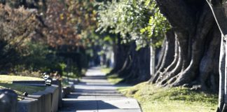 PHOTO: South Pasadena Beautiful | SouthPasadenan.com | South Pasadena Trees
