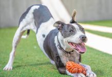 Pet of the Week | Maggie the Dog