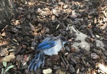 Bird Tests Positive for West Nile Virus in South Pasadena
