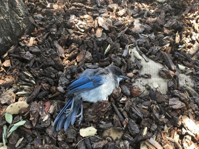 south-pasadena-news-09-14-17-bird-tests-positive-for-West-Nile-in-South-Pasadena-01