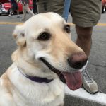 south-pasadena-news-09-18-17-13th-cruzn-for-roses-one-for-the-books-17 | The South Pasadenan | South Pasadena News