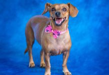 Pet of the Week | Cici the Dachshund