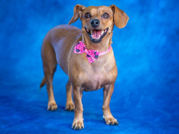 south-pasadena-news-09-18-2018-pet-of-the-week