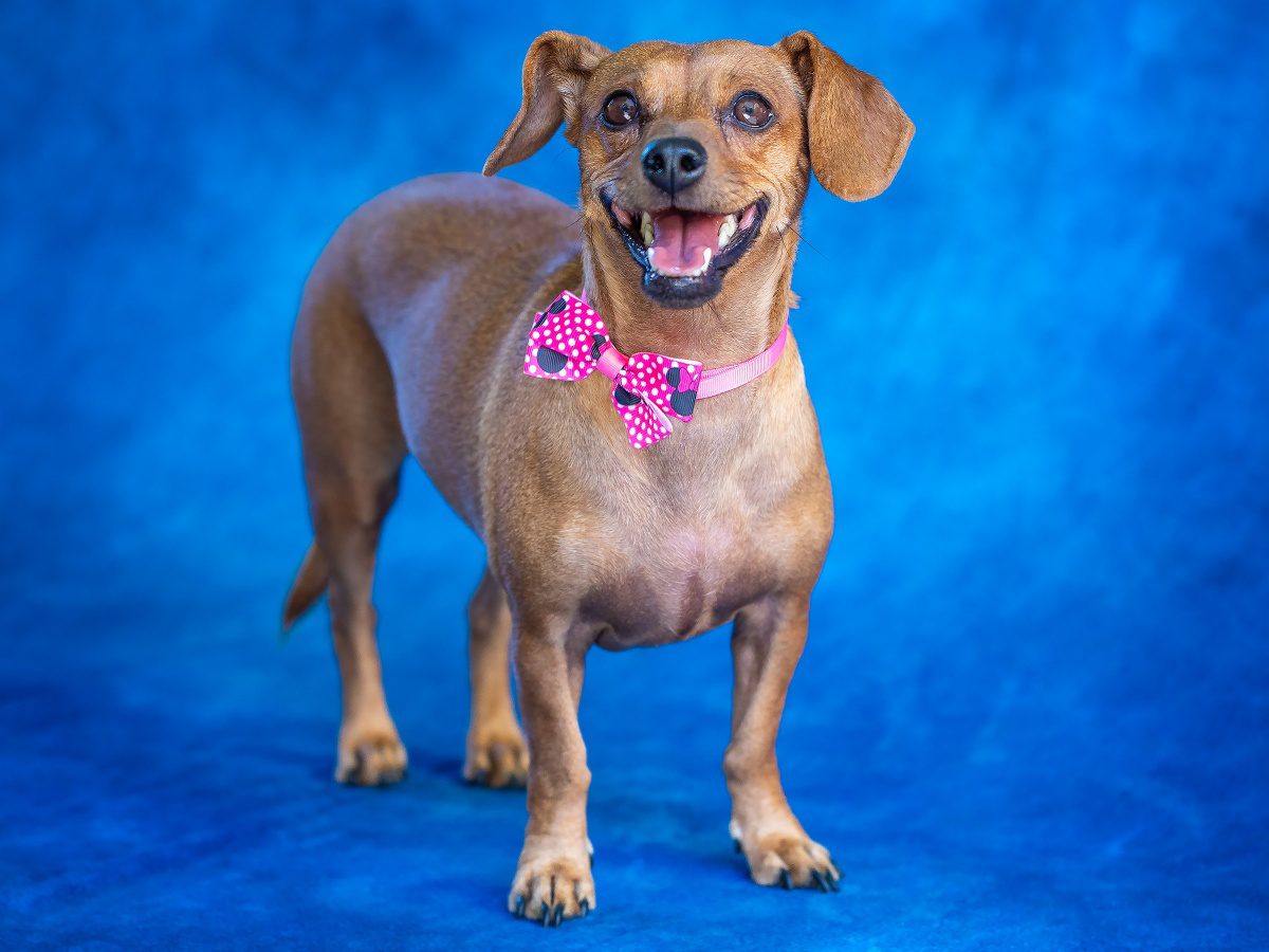 south-pasadena-news-09-18-2018-pet-of-the-week | The South Pasadenan | South Pasadena News