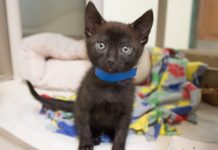 Pet of the Week | Nugget The Spunky Black Kitten