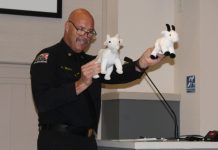 Goats at Front Line in Fire Prevention | Over 100 to Graze on Elephant Hill