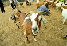 Goats in South Pasadena | City Utilizes Grazing Goats for Fire Prevention
