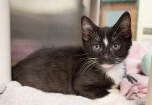 Pet of the Week | Diamond the Cat