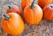 South Pasadena Pumpkin Patch