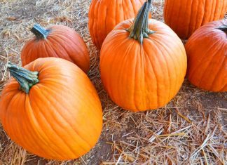South Pasadena Pumpkin Patch