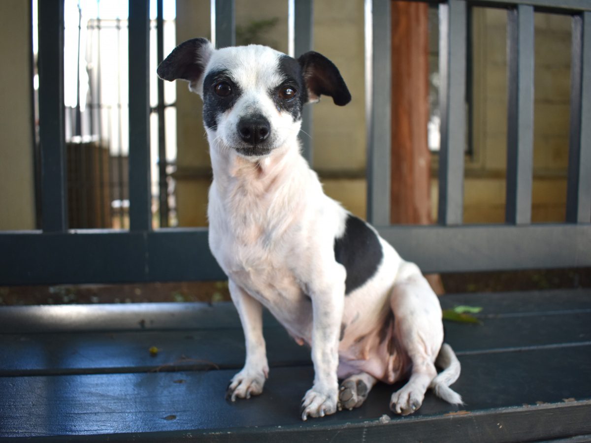 south-pasadena-news-10-16-2018-pet-of-the-week | The South Pasadenan | South Pasadena News