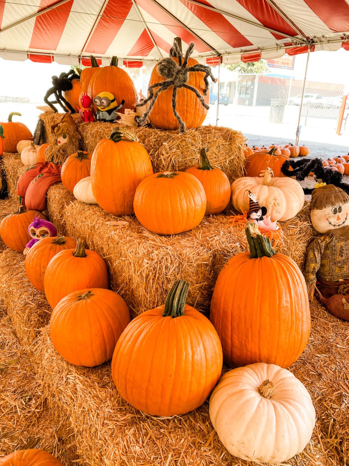 south-pasadena-news-10-17-2021-its-pumpkin-time-01 | The South Pasadenan | South Pasadena News