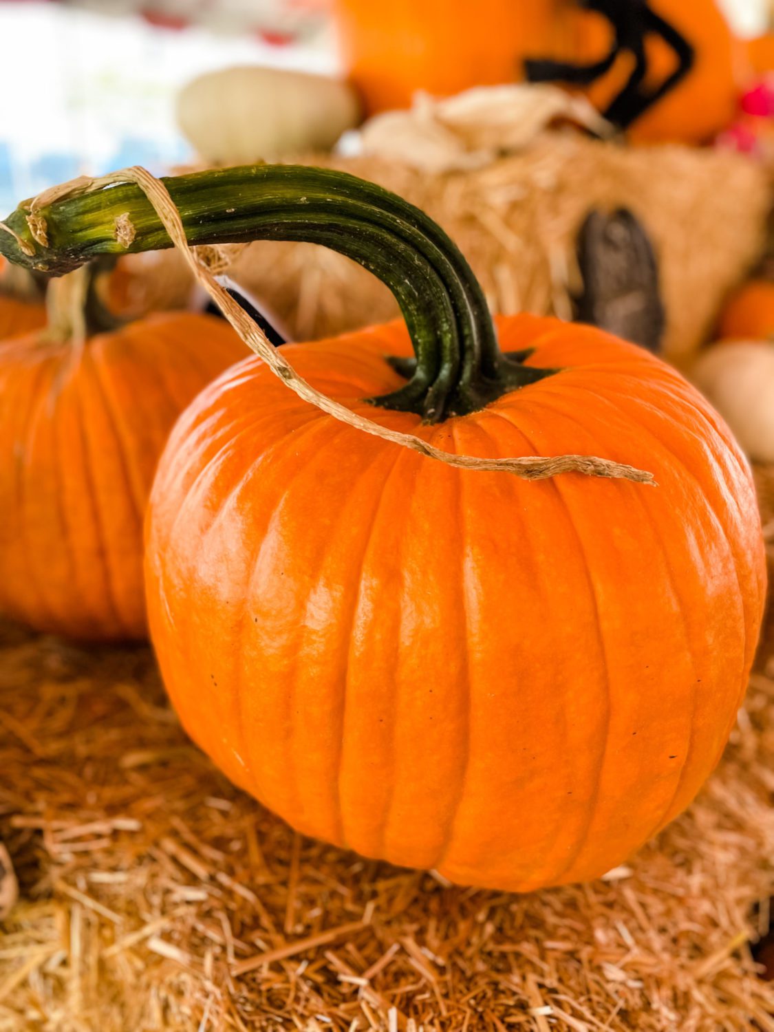 south-pasadena-news-10-17-2021-its-pumpkin-time-02 | The South Pasadenan | South Pasadena News