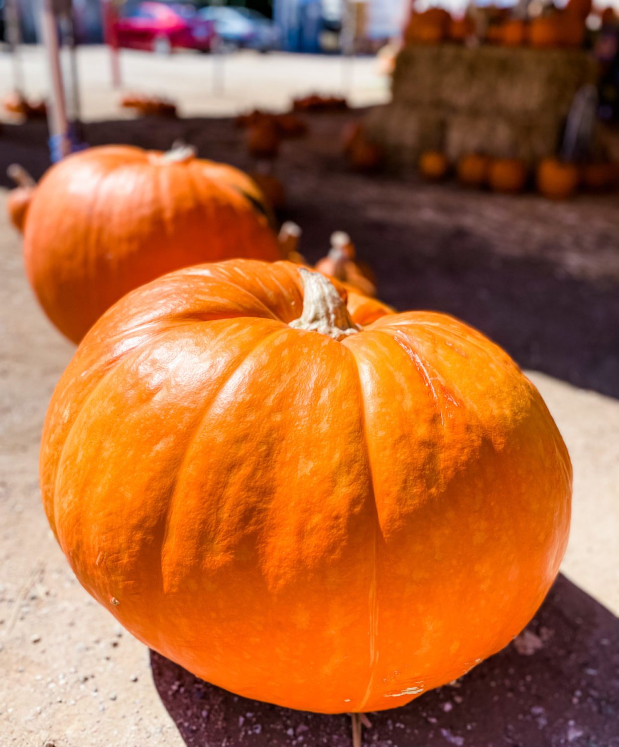south-pasadena-news-10-17-2021-its-pumpkin-time-03 | The South Pasadenan | South Pasadena News