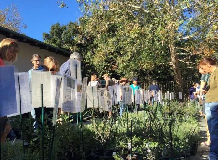 south-pasadena-news-10-18-2018-plant-sale (2)