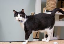 Pet of the Week | Daniel the Cat