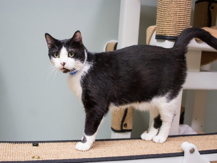 south-pasadena-news-10-23-2018-pet-of-the-week
