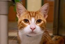 Pet of the Week | Chester the Cat