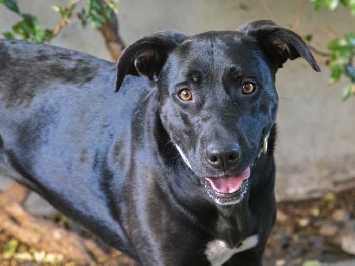 south-pasadena-news-11-14-2018-bear