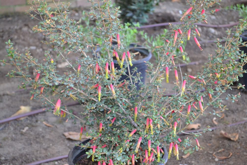 south-pasadena-news-11-21-17-making-south-pasadena-more-beautiful-2 | The South Pasadenan | South Pasadena News