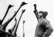 Throwback Thursday | The Odd Big Bird
