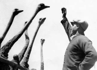 Throwback Thursday | The Odd Big Bird