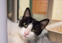 Pet of the Week | Cici