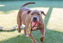 Pet of the Week | Nickee the Pit Mix