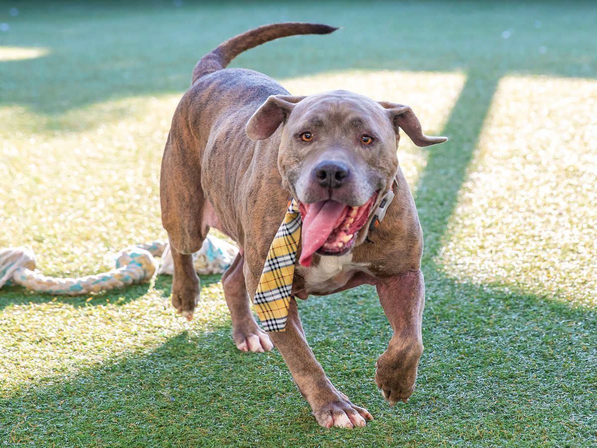 | The South Pasadenan | South Pasadena News