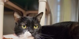 Pet of the Week | Chipa the Cat