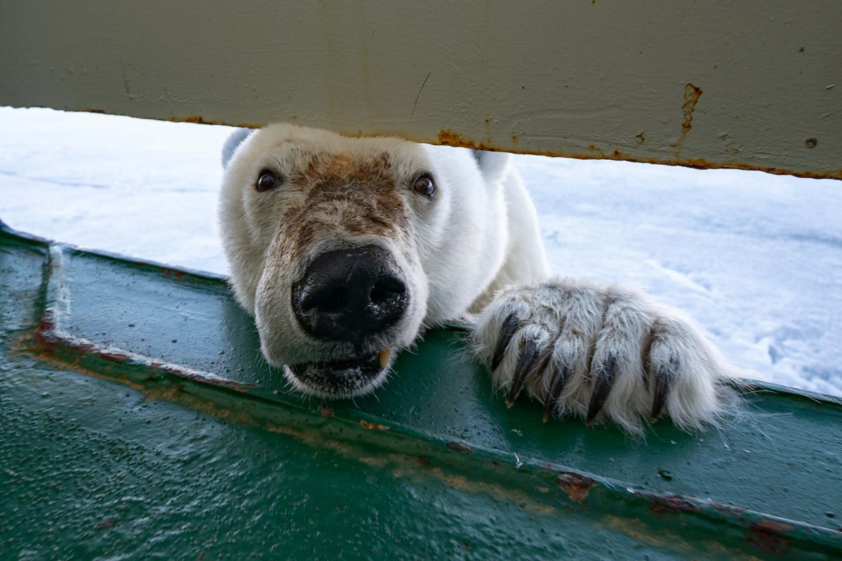 south-pasadena-news-12-05-19-nat geo__bear visits me in svalbard_CR Andy Mann | The South Pasadenan | South Pasadena News