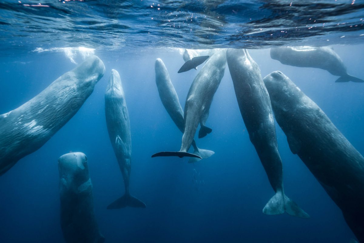 south-pasadena-news-12-05-19-nat geo_encompassed by 10 giant sperm whales in azores_CR Andy Mann | The South Pasadenan | South Pasadena News