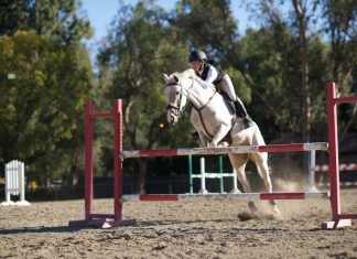 Employees at San Pascual Stables Save Horses as Fires Rage