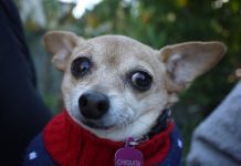 Dog Cheats Death – Becomes a Movie Star