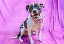 Rexi | The Lovable Pup