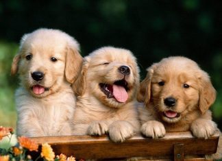 Fun Loving Dogs!