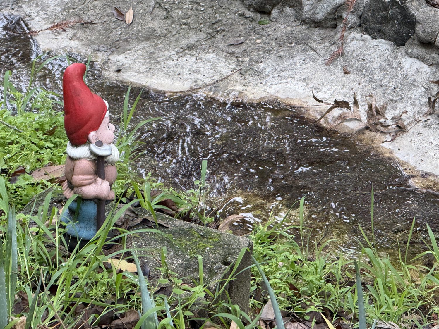 | The South Pasadenan | South Pasadena News South Pasadena Garden Gnome our for inspection of the grounds after a week of wild weather - Gives the'All Clear' for outdoor action.