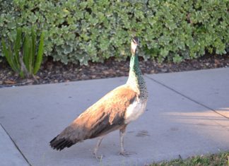 Letter to the Editor: Peafowl – Peacocks in South Pasadena Scheduled to be Ejected