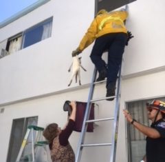 Kitten Rescued by South Pasadena Fire Department