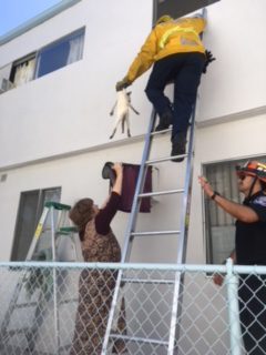 southpasadenan-news-4-9-18-kitten-rescue